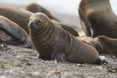 Close-up of seal