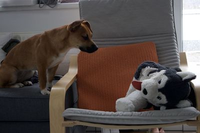 View of a dog sitting on chair at home