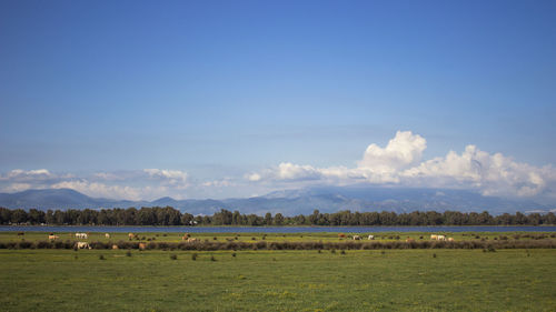 Scenic view of field against sky