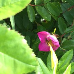 Close-up of pink flowers