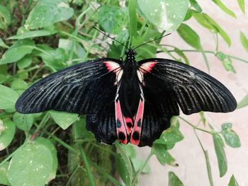 Close-up of butterfly pollinating flower