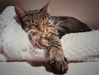 Close-up of a cat sleeping on bed