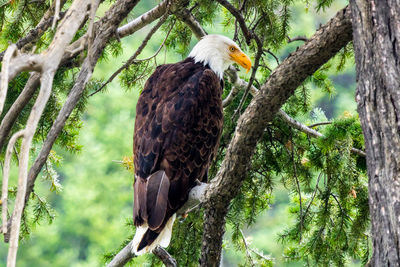 Low angle view of eagle perching on tree