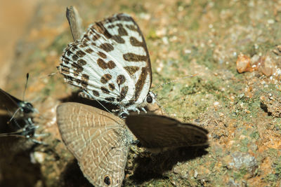 Close-up of butterfly