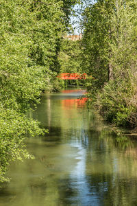 Scenic view of lake in forest