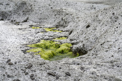 High angle view of plants on land