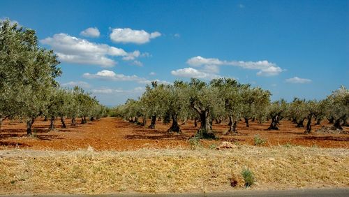 Trees on field against blue sky