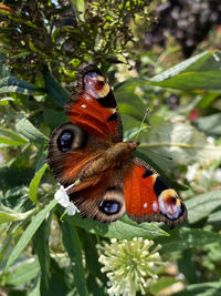 Close-up of butterfly pollinating on flower