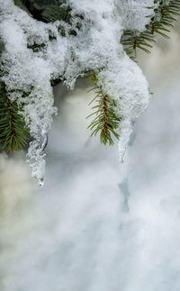 Close-up of frozen plant