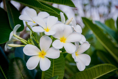 Close-up of white flowering plant