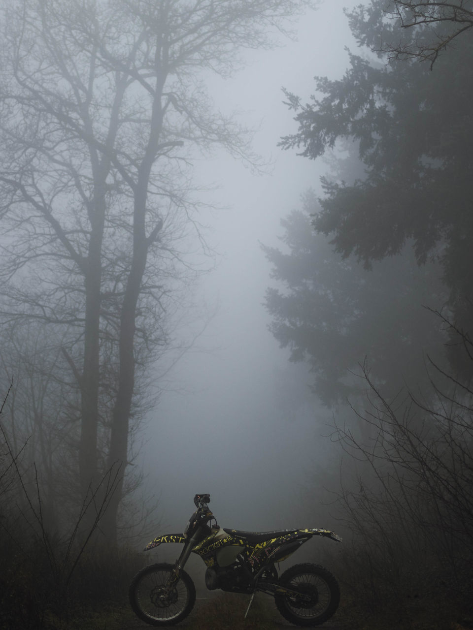 BICYCLE PARKED ON TREE