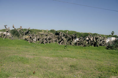 View of sheep on field against sky