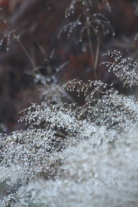 Close-up of raindrops on frozen plant