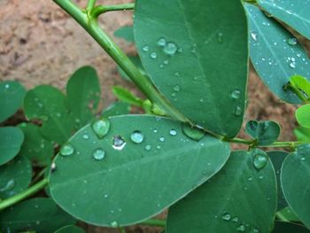 Close-up of water drops on leaves