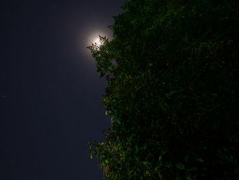 Low angle view of tree against sky at night