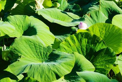 Close-up of lotus plant