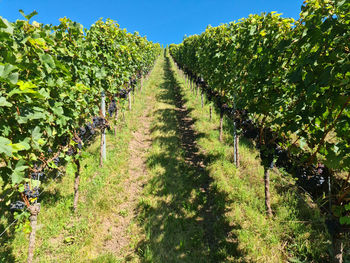 Vineyard against sky