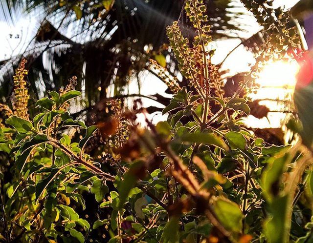 animal themes, animals in the wild, one animal, wildlife, leaf, bird, sunlight, tree, growth, nature, plant, branch, sun, close-up, outdoors, low angle view, day, no people, green color, beauty in nature