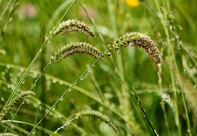 plant