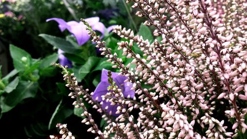 Close-up of purple flowers