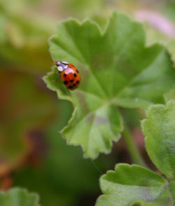 Close-up of ladybug on leaf