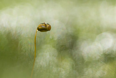 Close-up of a flower