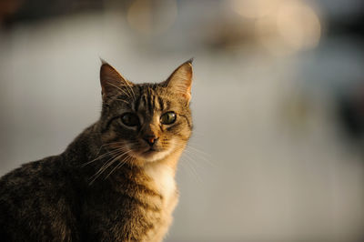 Close-up portrait of tabby cat