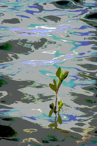 High angle view of leaves floating on lake