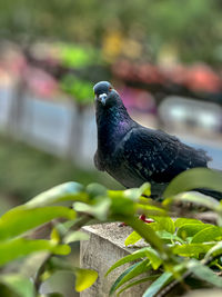 Close-up of bird perching on branch