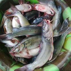 High angle view of fish for sale