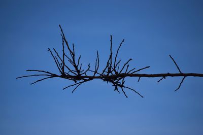 Low angle view of silhouette bare tree against clear blue sky