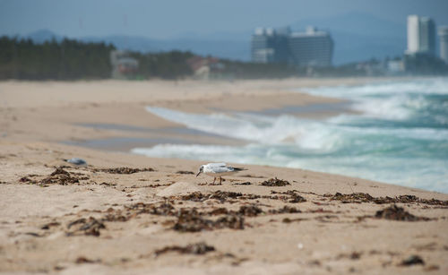 View of seagulls on beach