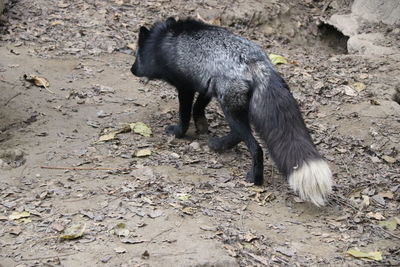 High angle view of dog on field