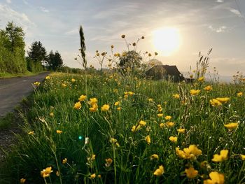 Yellow flowering plants on field against sky