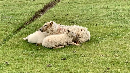 Sheep in a field