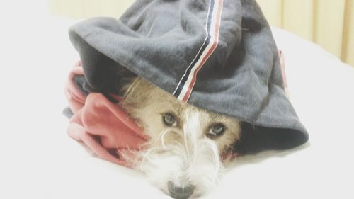 Close-up portrait of a dog