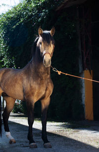 Horse standing in a farm