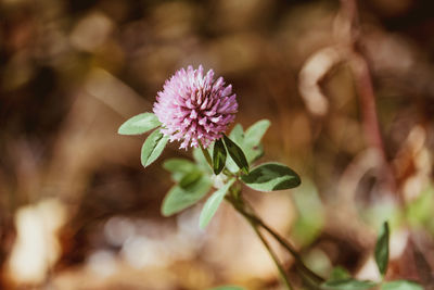 Close-up of pink flowering plant