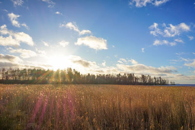 Scenic view of field against sky