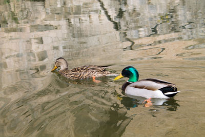 Duck swimming in lake