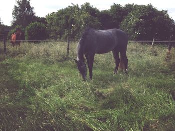 Sheep grazing on grassy field