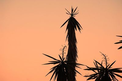 Low angle view of silhouette tree against clear sky