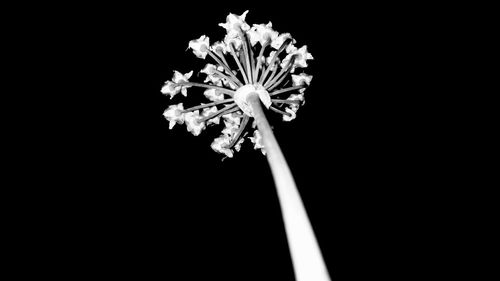 Close-up of flower against black background