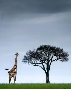 Giraffes on field against sky
