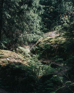 Plants growing on land