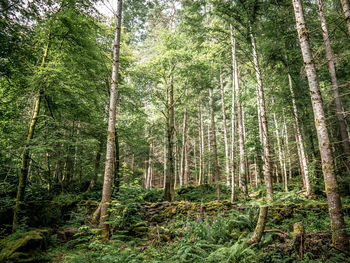 Low angle view of bamboo trees against sky
