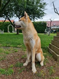 High angle view of a dog