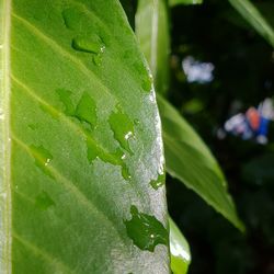 Close-up of raindrops on leaves