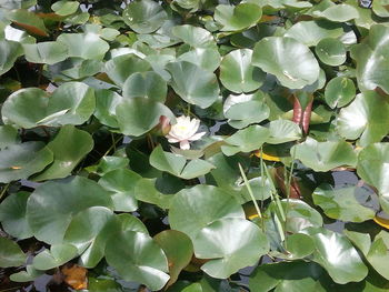 Close-up of green flowers blooming outdoors