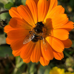 Close-up of insect on flower